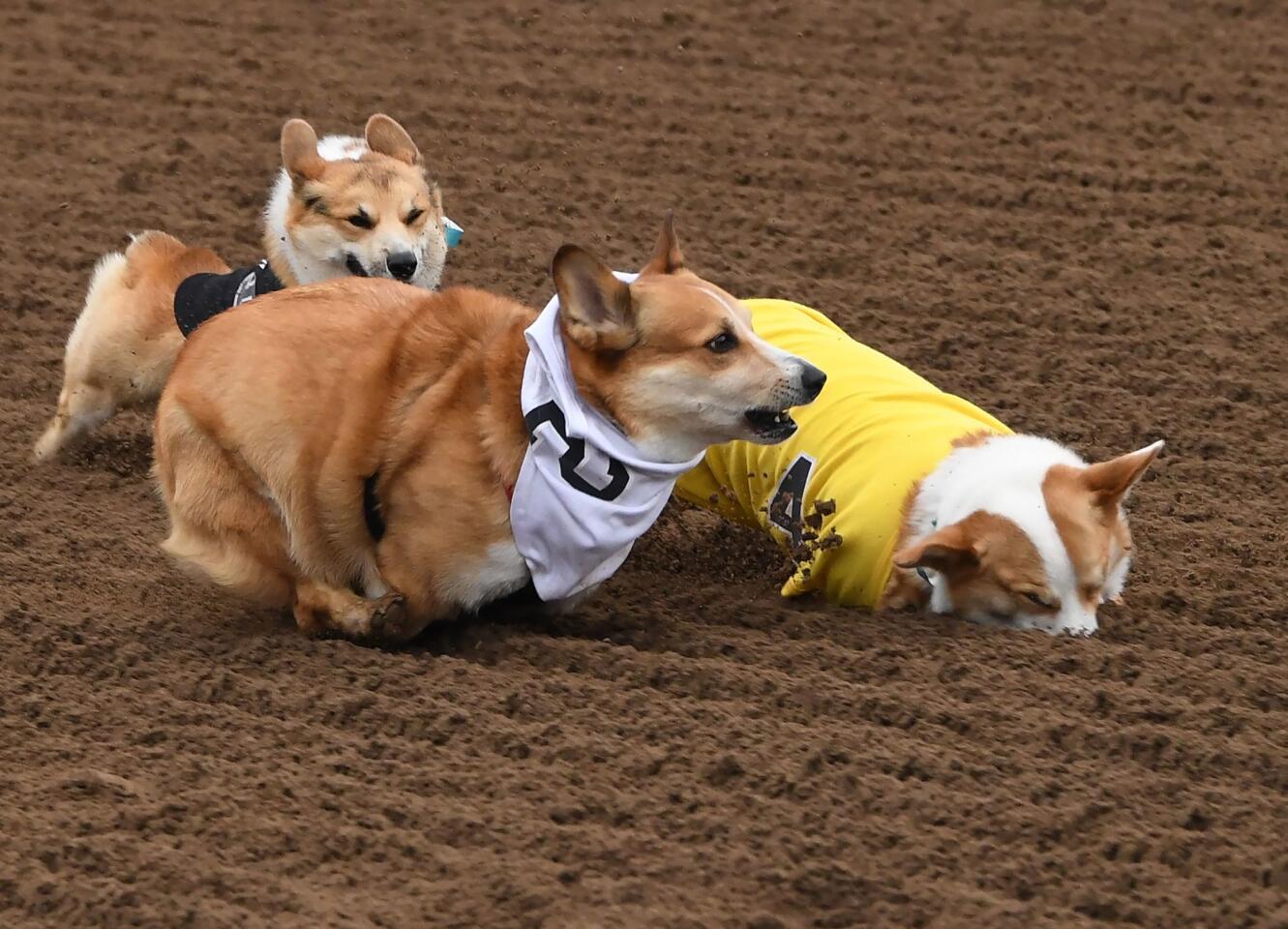 Corgi racing: Which fluffy pup will be champ at Santa Anita?