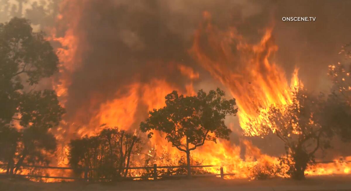 A still from video shows smoke billowing from trees engulfed in flames