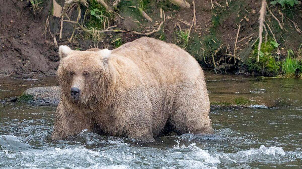 A large brown bear with grizzled fur stands in a river