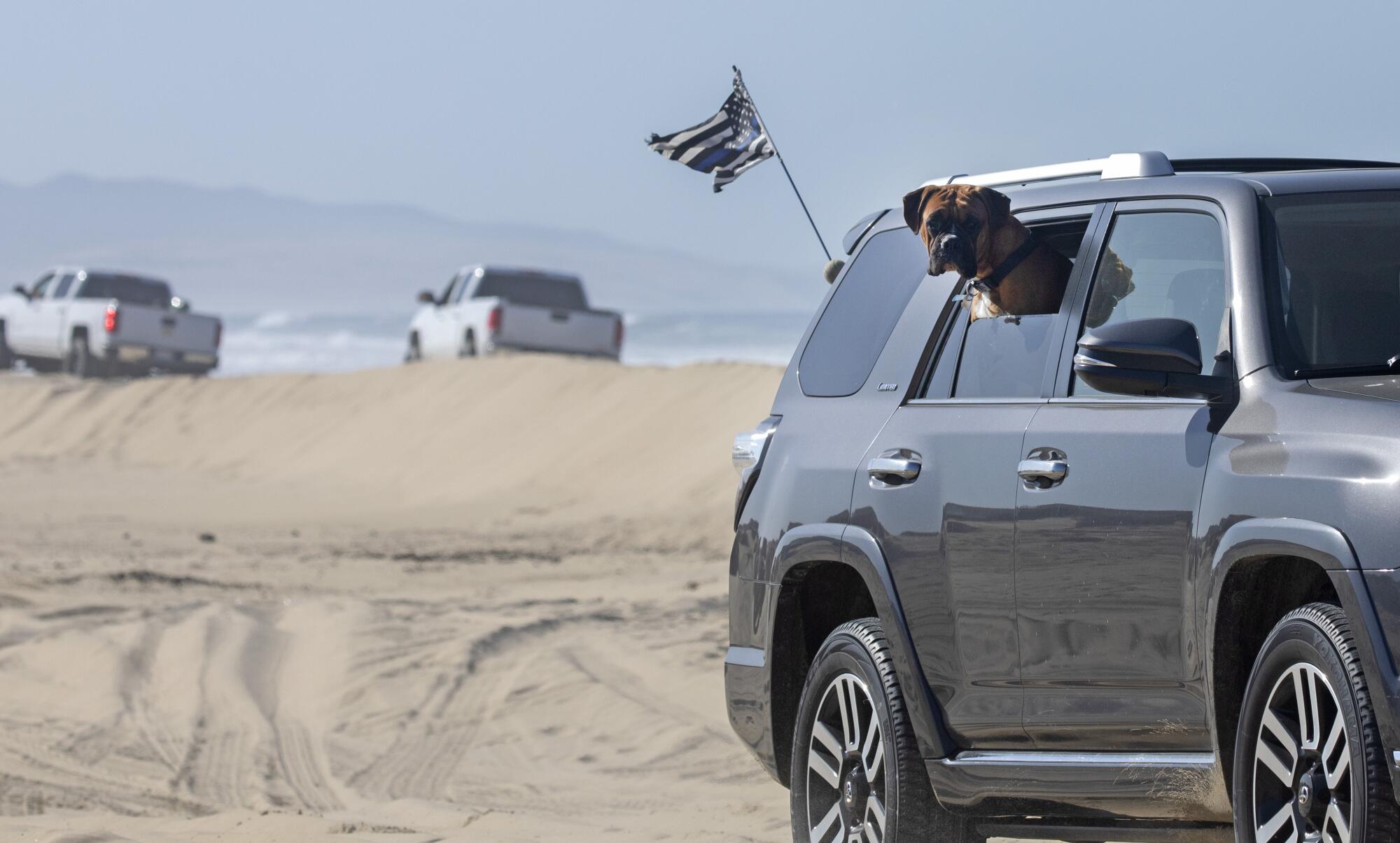 A dog hangs out the window of an SUV on the beach