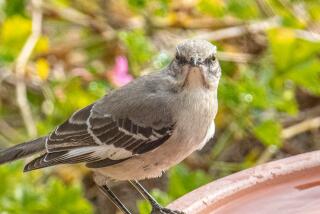 Mockingbirds mate for life and the nocturnal vocalizations are either young males looking for their forever mate, or older ones who have lost a mate.