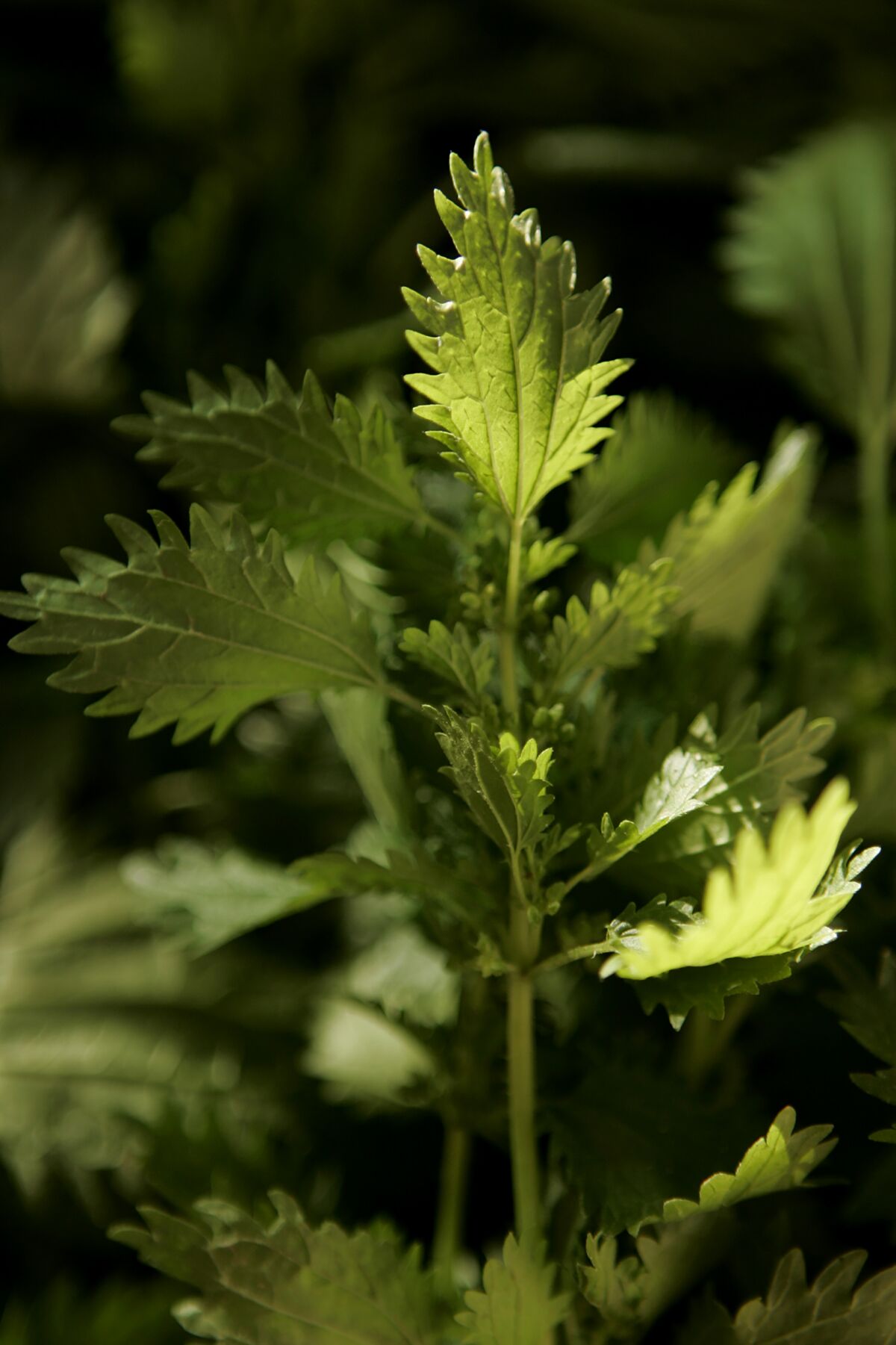 Stinging nettle grows along fence rows, river banks and roadsides.