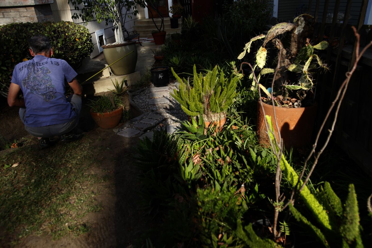 A Long Beach homeowner works in his frontyard alongside drought tolerant plants.