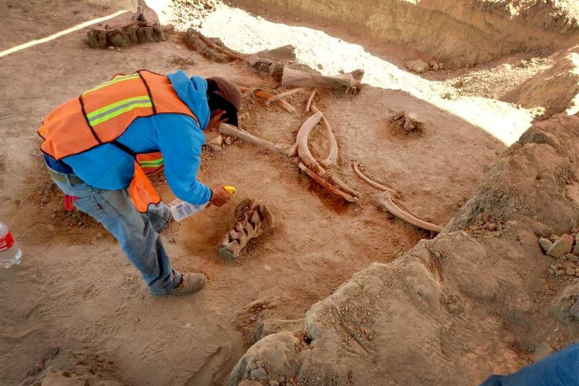 In this undated photo released on May 21, 2020 by Mexico's National Institute of Anthropology and History (INAH), an archaeologist works at the site where bones of about 60 mammoths were discovered at the old Santa Lucia military airbase just north of Mexico City. Institute archaeologist Pedro Sánchez Nava said the giant herbivores had probably just got stuck in the mud of an ancient lake, once known as Xaltocan and now disappeared. (INAH via AP)