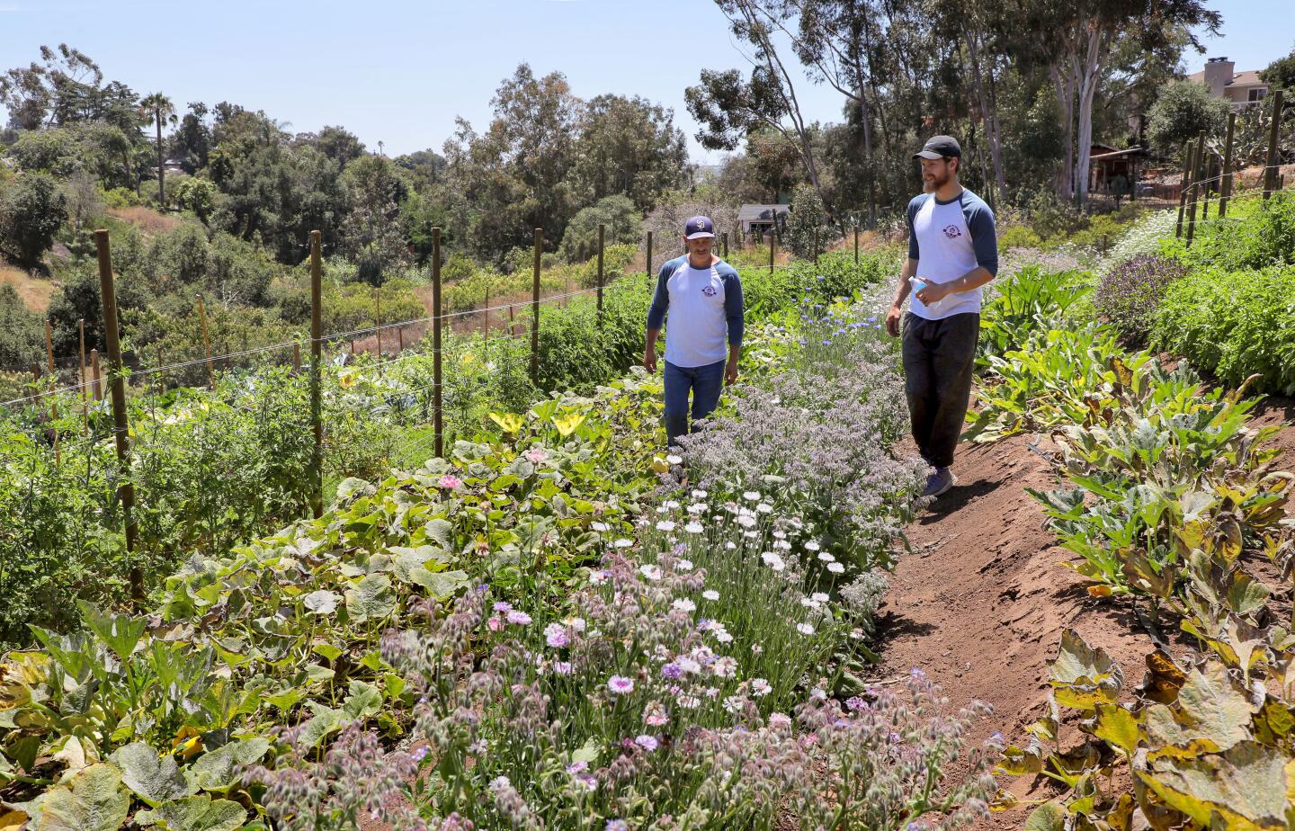 Richard Viles, left, and son Jonathan Viles walk among rows of various vegetables at Sand N' Straw Community Farm. Richard and his wife April own the farm.