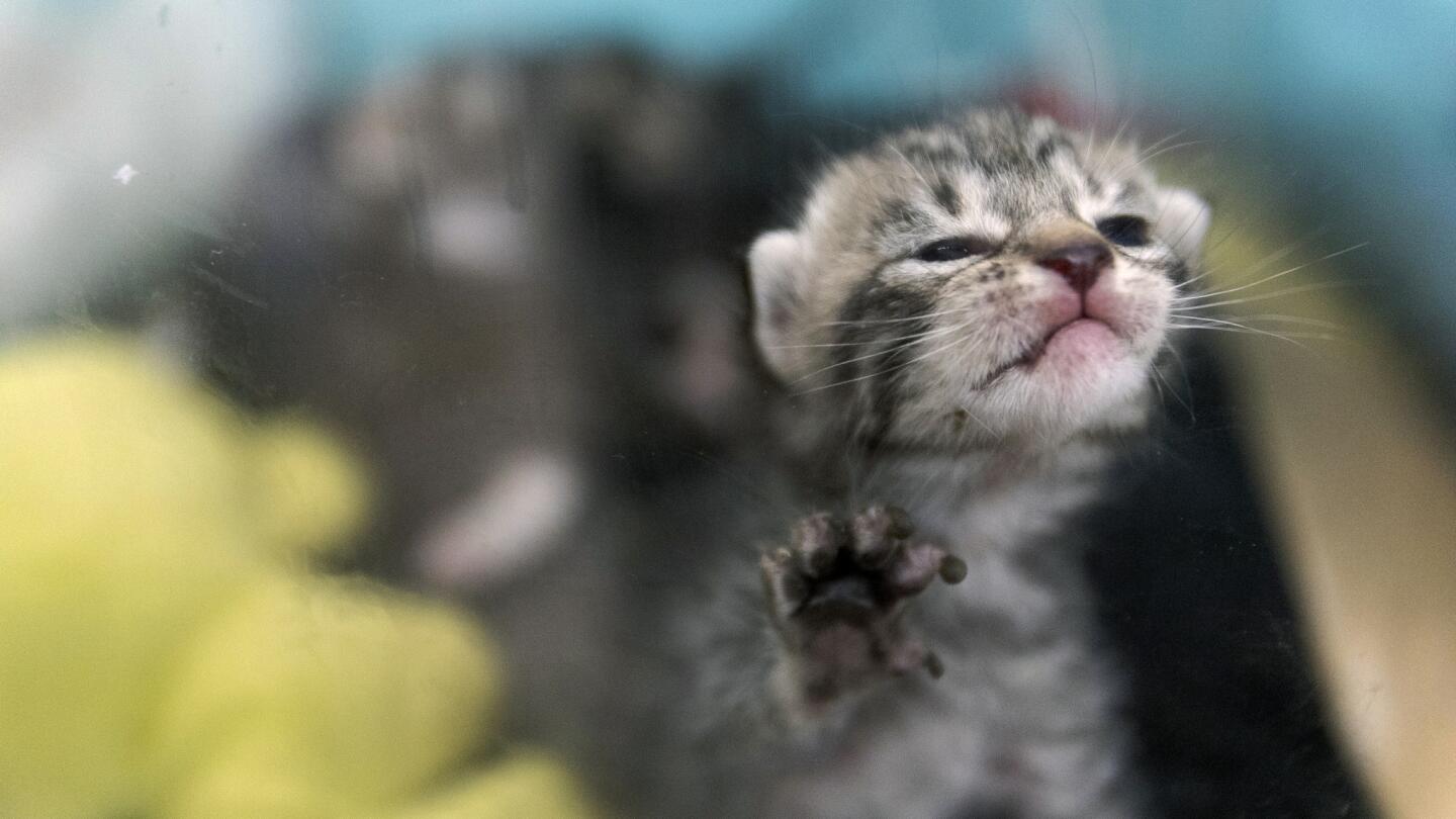 Inside a no-kill kitten nursery