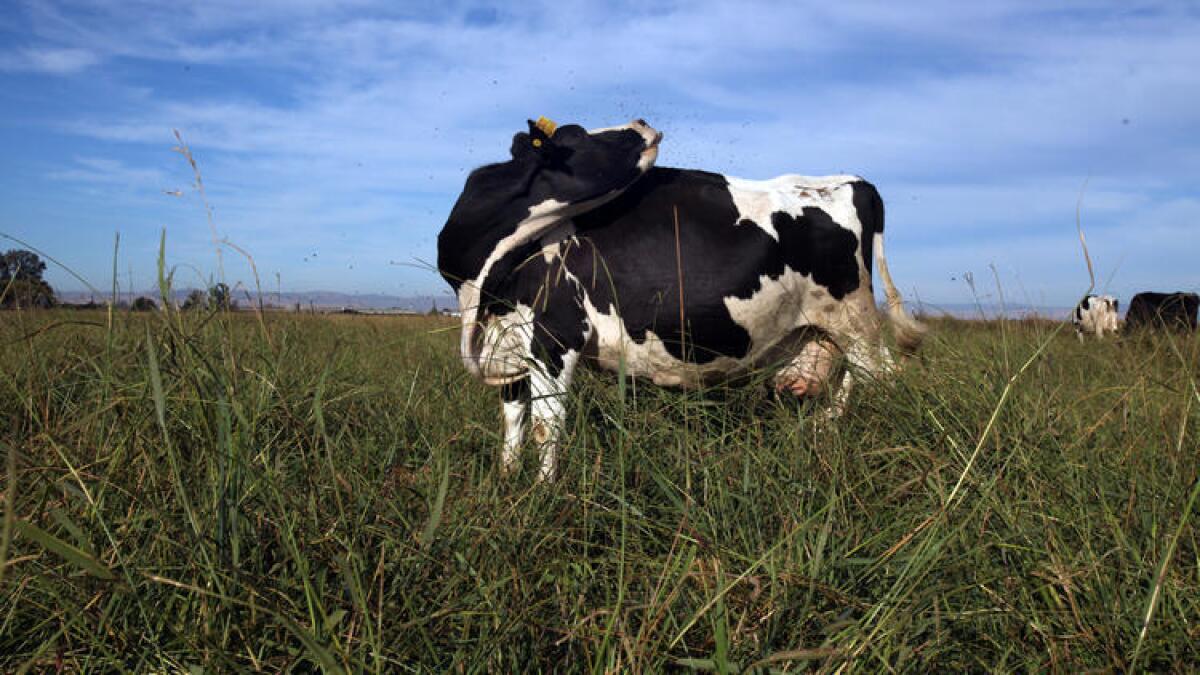 Una vaca pastando en una pradera de California.