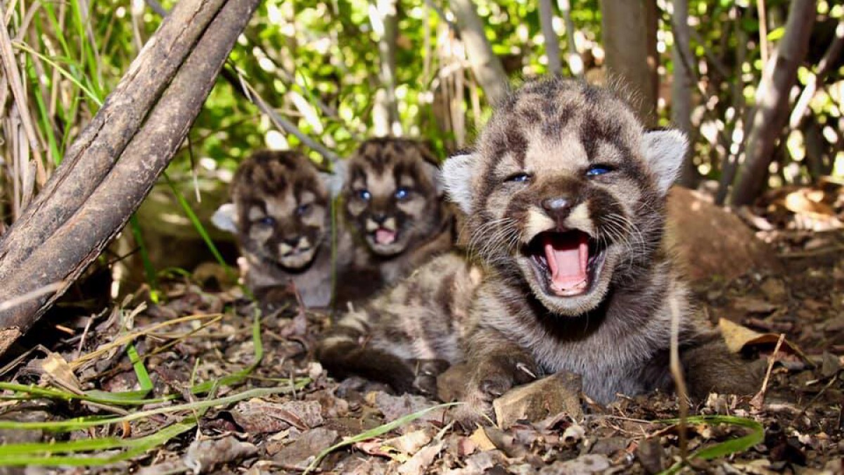 Local Mountain Lion Gives Birth To Three Cute Kittens Los