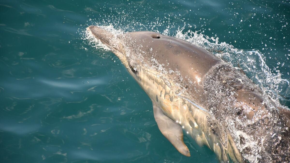 A dolphin surfaces alongside a boat bound for Santa Cruz Island, Channel Islands National Park.