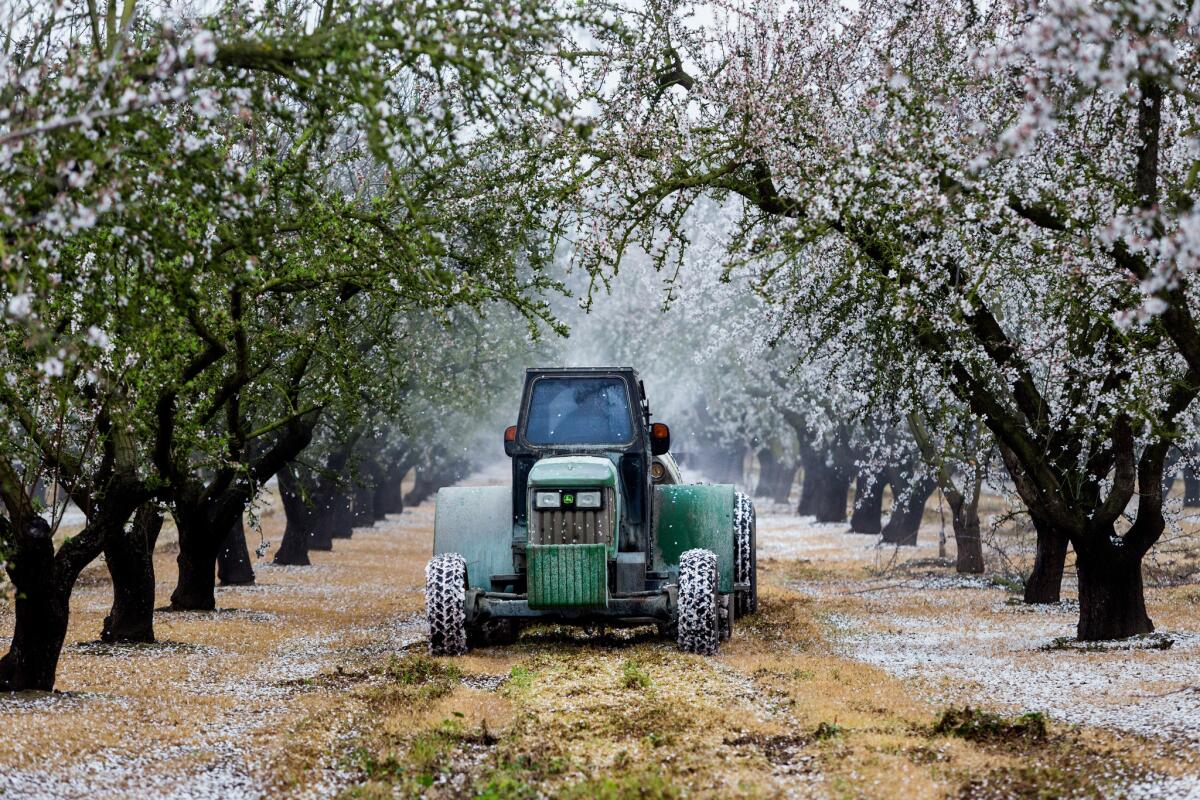 Almonds became the whipping boy of California's drought in a year when consumers discovered the water footprint of their food.