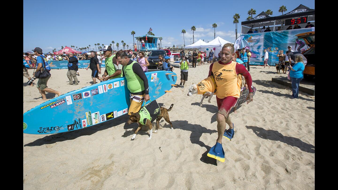Ryan Rustan of Huntington Beach carries Sugar the Surfing Dog, a 6-year-old Collie mix rescue, as they compete in a Stormblade Shredders heat during the annual Surf City Surf Dog competition in Huntington Beach on Saturday, Sept. 23.