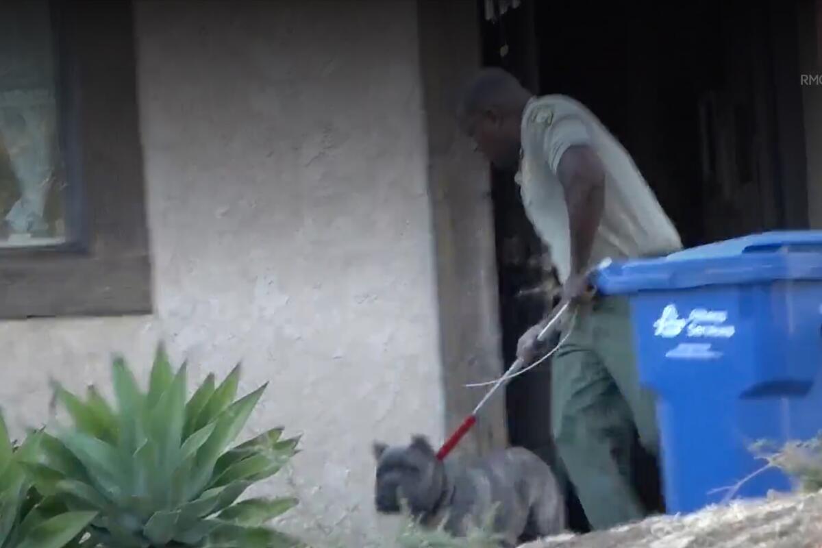 A dog being removed by a man