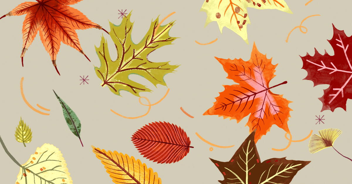 Colro Week Seeking fall colors? Visit Sacramento for autumn trees - Los Angeles Times