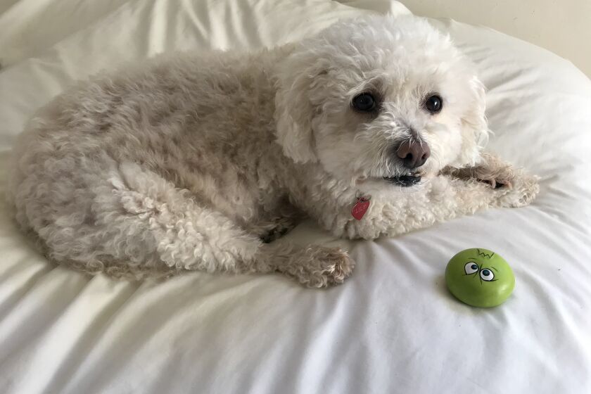 Lily and Green Squeaky Pup, a rubber squeaky ball that is her favorite "child."