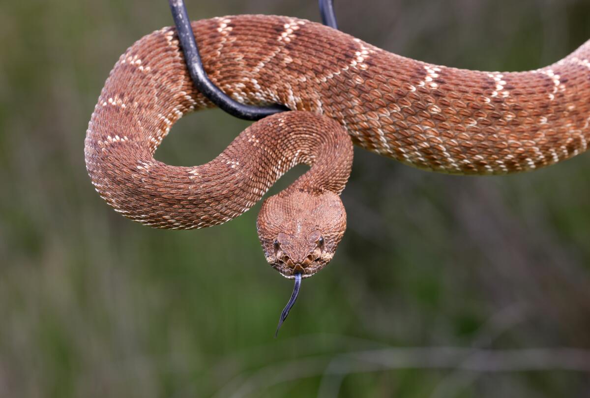 A red rattlesnake sticks out its tongue while being held with a tool.