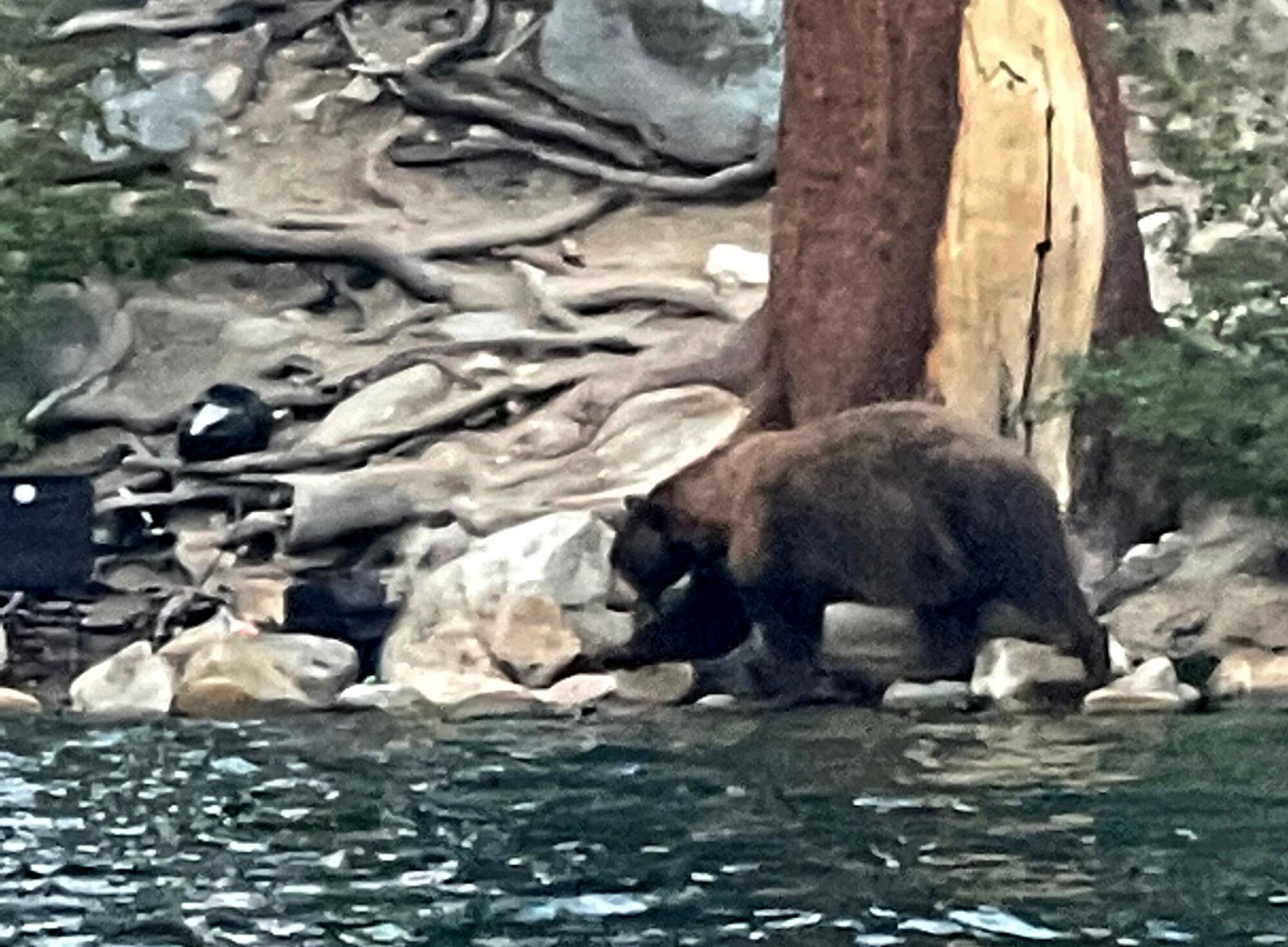 A 500-pound bear, nicknamed Victor, walks on rocks along a lakeshore.