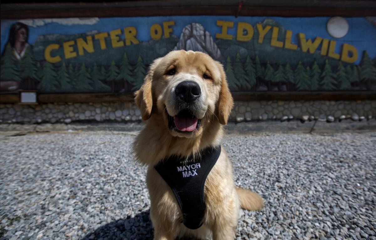 A golden retriever is photographed with a mural in the background