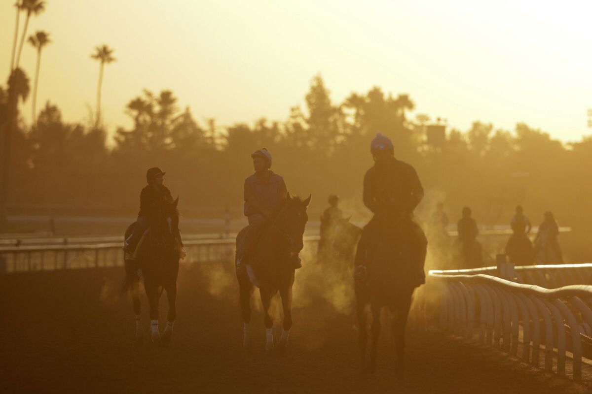 Exercise riders and horses walk along the track during morning workouts for the Breeders' Cup races at Santa Anita Park Oct. 28, 2014, in Arcadia, Calif.