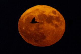 San Pedro, CA - August 30: A pelican in flight is silhouetted by the super blue moon appearing over Los Angeles Harbor as seen from Cabrillo Beach in San Pedro Wednesday, Aug. 30, 2023. The super moon coincides with a blue moon, which is the second full moon in the same month. (Allen J. Schaben / Los Angeles Times)