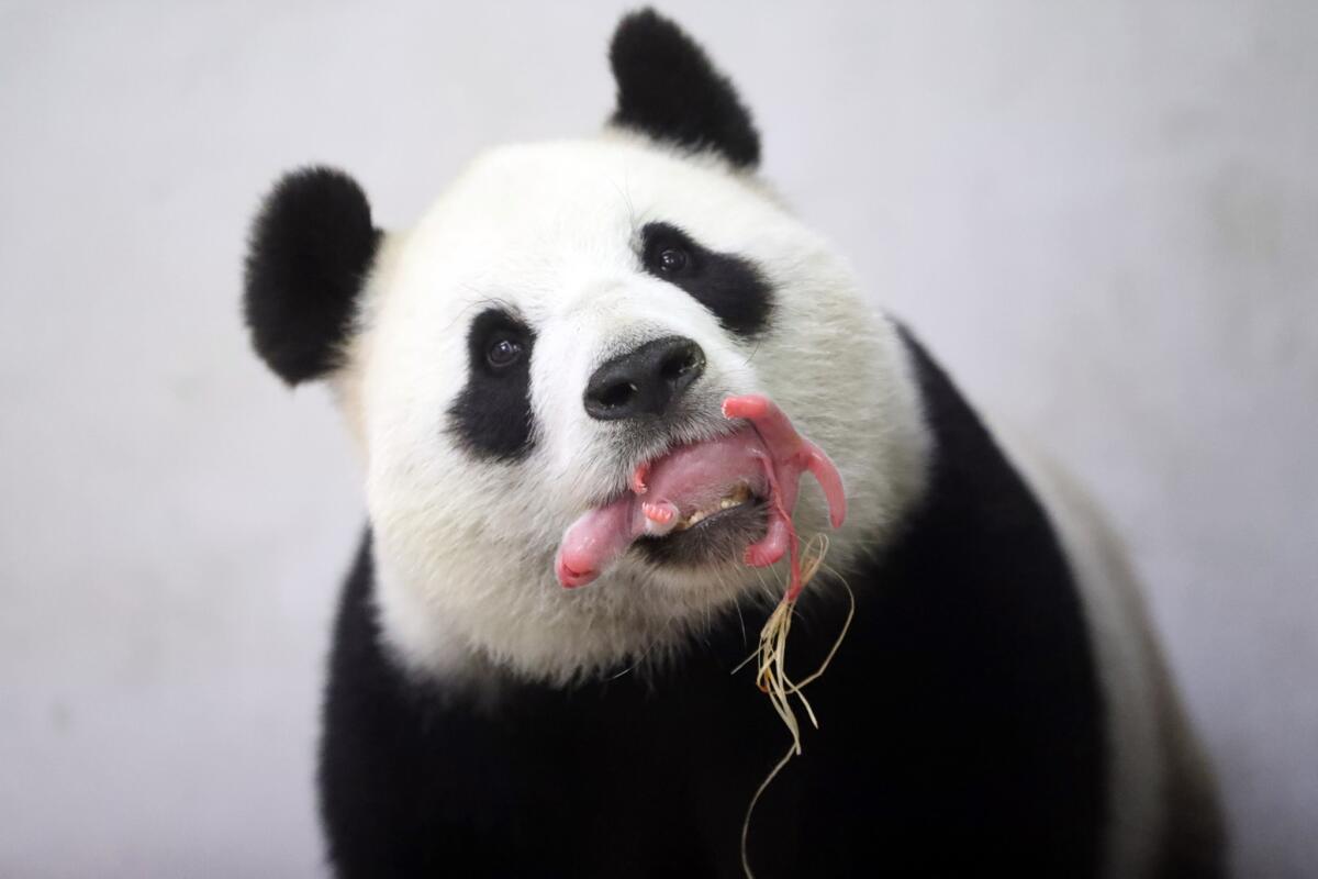 Giant panda Hao Hao holds her newborn baby in her mouth at the park in Brugelette, Belgium, on June 2.