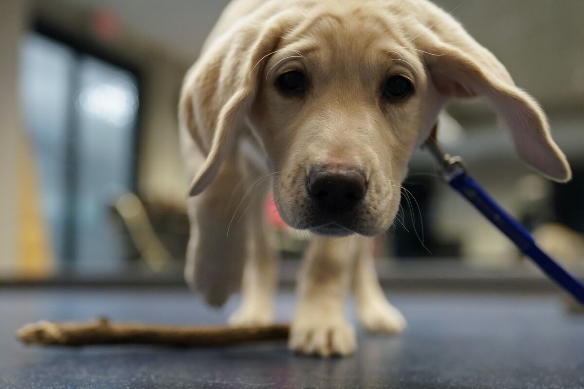 Moira, a 9 week old Labrador puppy sniffs the camera after dropping her stick during a Guiding Eyes for the Blind foundation class at Talbot Community Center, in Easton, Md., Tuesday, Feb. 15, 2022. This exercise helps a puppy with the "leave it" command. (AP Photo/Carolyn Kaster)