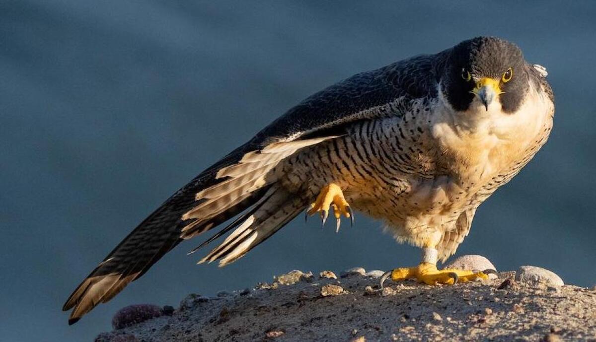 A high-stepping peregrine falcon surveys its domain.