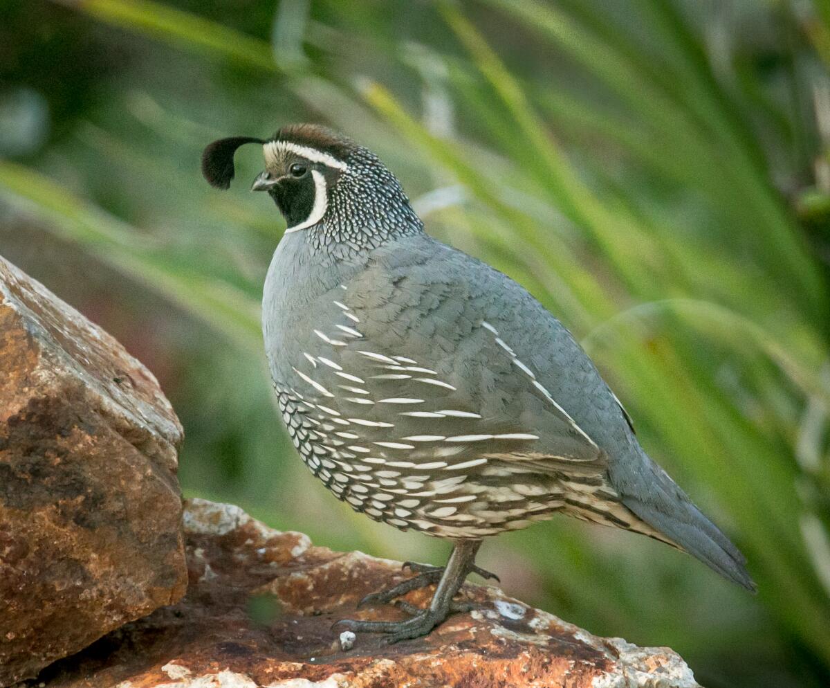 California quail are one of the many bird species who thrive among the native plants of the Rancho Santa Ana Botanic Garden in Claremont. Learn more about native birds during the gardens' Family Bird Festival on Feb. 16.