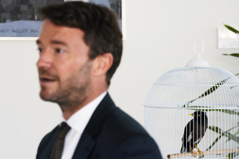 French Ambassador to the United Arab Emirates, Xavier Chatel, speaks to The Associated Press as Juji, a rescued yellow-beaked mynah carried into the United Arab Emirates by a fleeing Afghan refugee, sits in a cage, in Abu Dhabi, United Arab Emirates, Sunday, Oct. 10, 2021. The small bird rescued from Kabul by Chatel during France’s frantic evacuations has touched a global nerve, providing an uplifting counterpoint to the crises afflicting Afghanistan amid the Taliban takeover (AP Photo/Jon Gambrell)