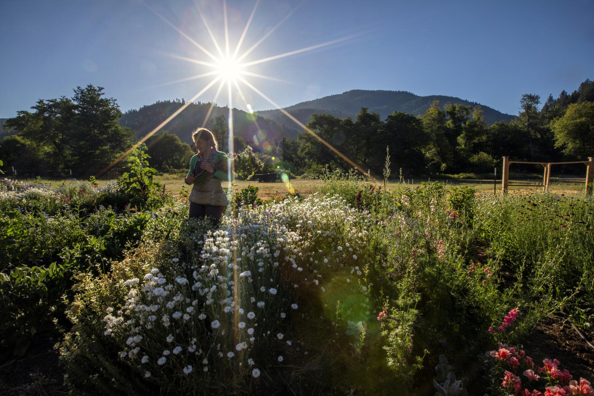 A woman in a garden of flowers and other plants.