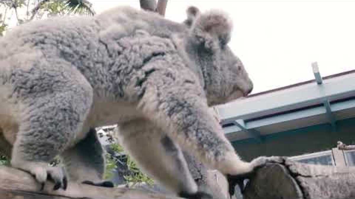 Baby koala weigh-in: San Diego Zoo joey Koalacam check-up gives