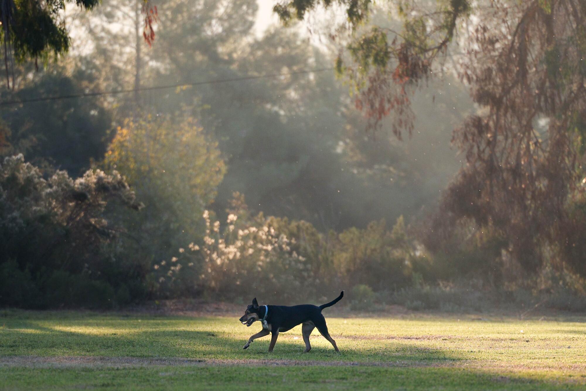 An unleashed dog runs near a baseball field at Rancho Bernardo Community Park on Friday, Nov. 17, 2023 in San Diego.