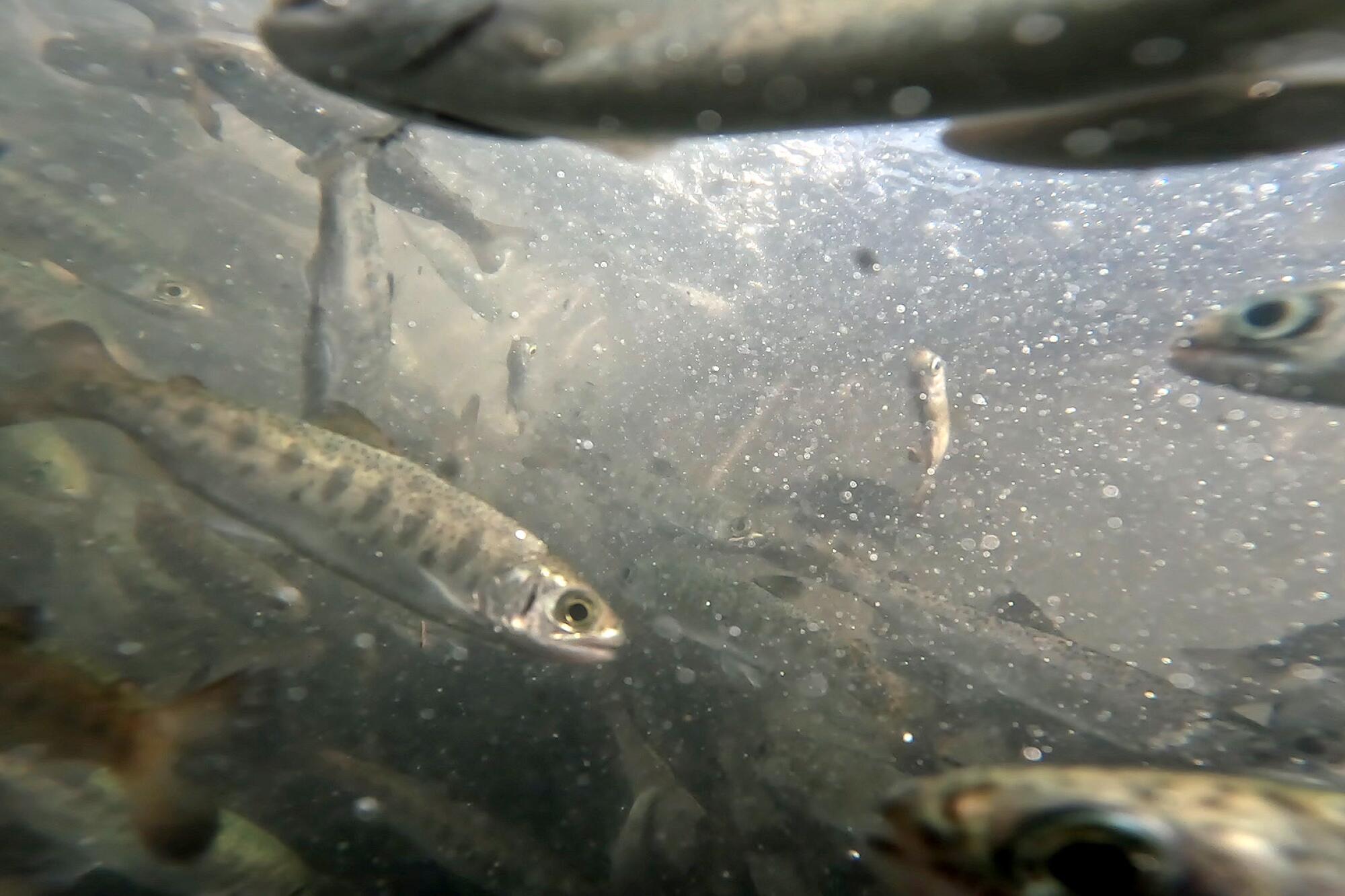 Young coho salmon swim in the Klamath River 