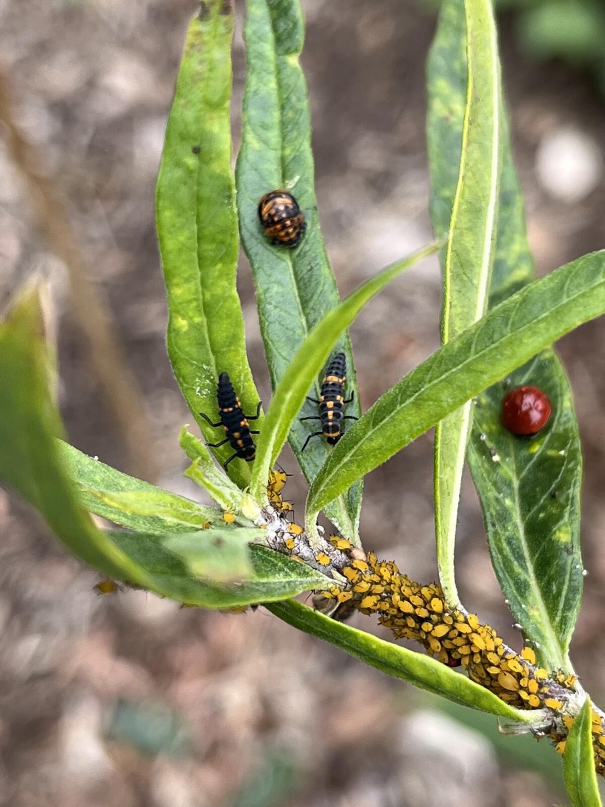 Ladybug  San Diego Zoo Animals & Plants