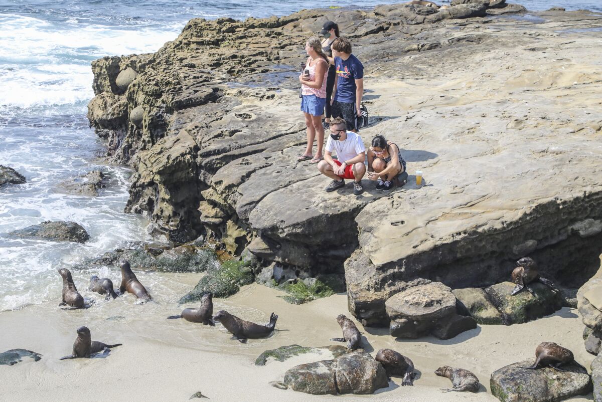 Beach-goers move in to view and photograph sea lions and their pups at Boomer Beach next to Point La Jolla.