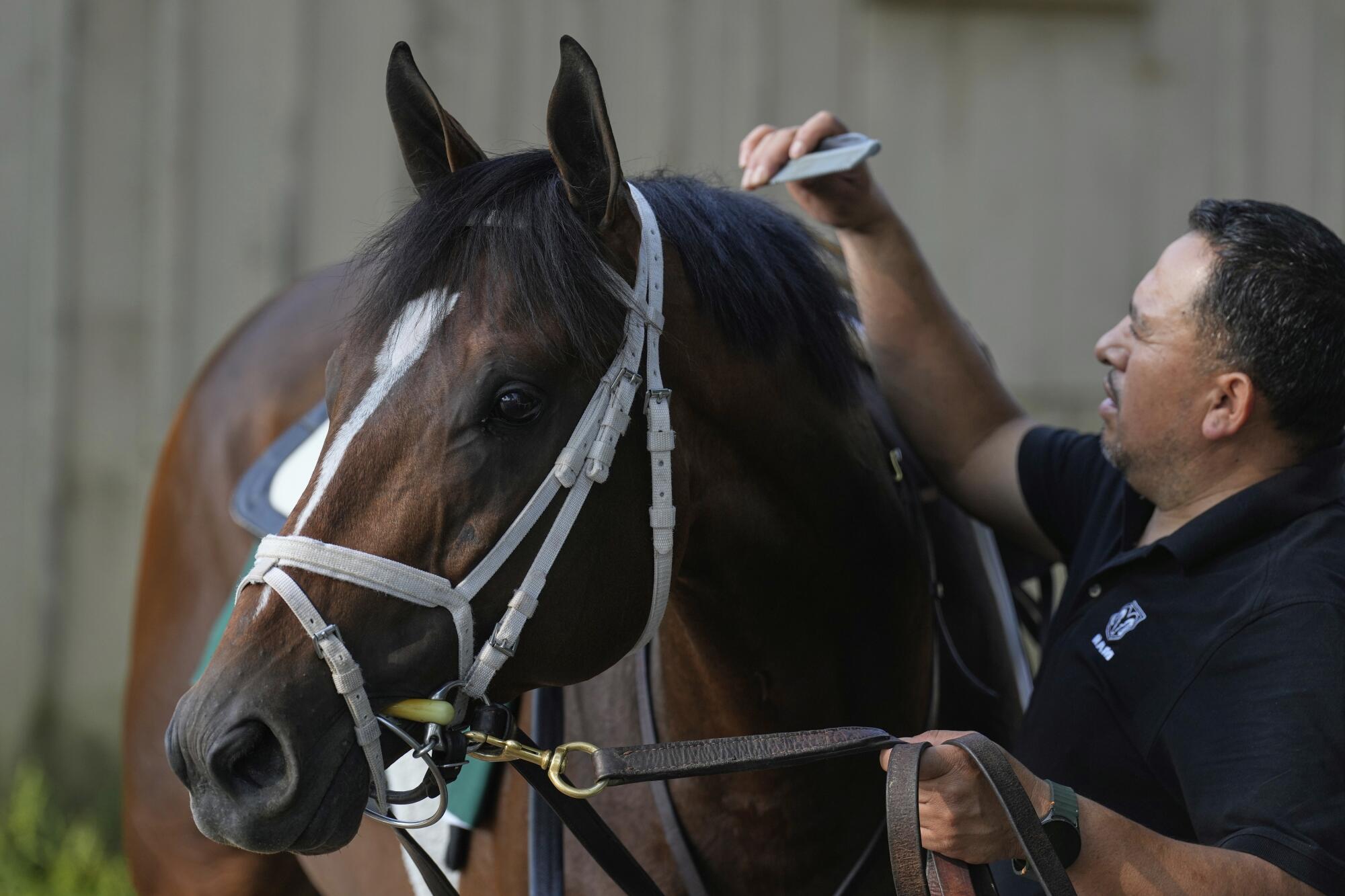 Uncaged is groomed at Saratoga Race Course on Thursday.