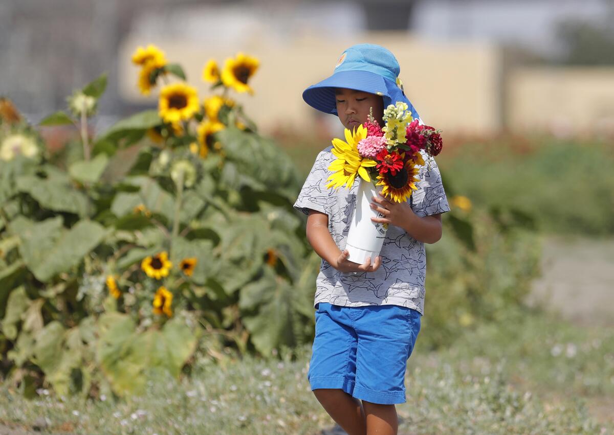 James Ogawa holds a bunch of sunflowers and zinnias as he walks along on the Sakioka family fields in Costa Mesa. 