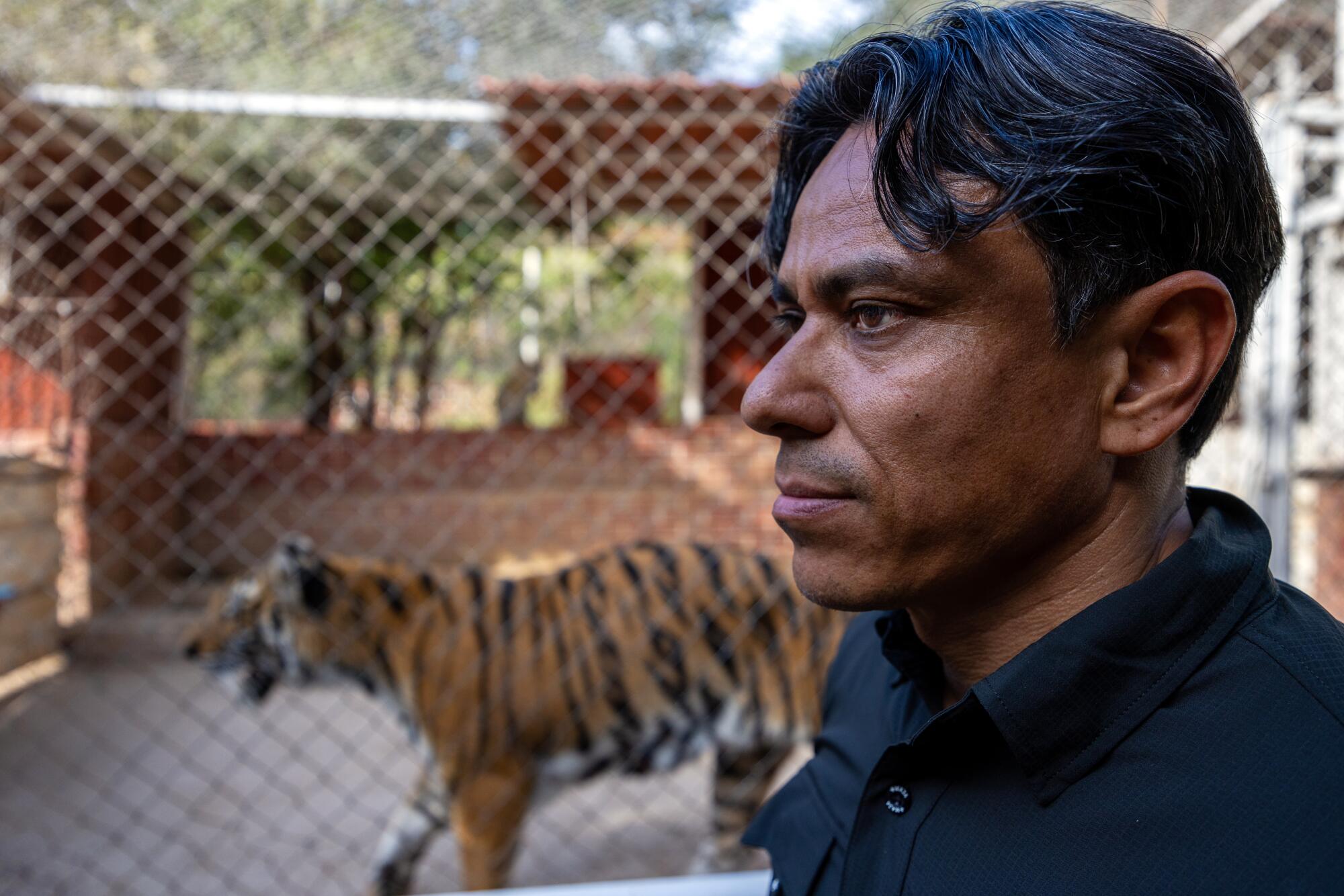 A man stands in profile as a tiger moves behind a chainlink fence in the background.