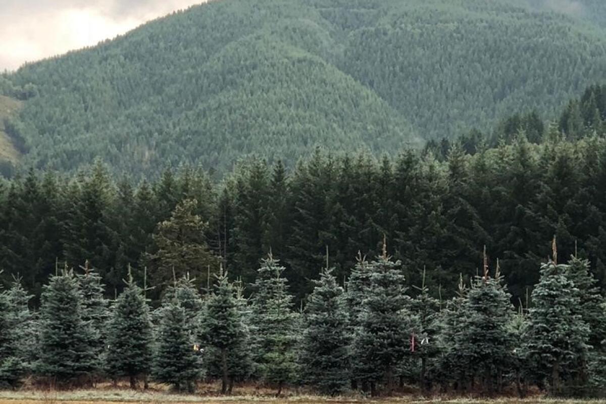 A stand of pine trees in front of a mountain range