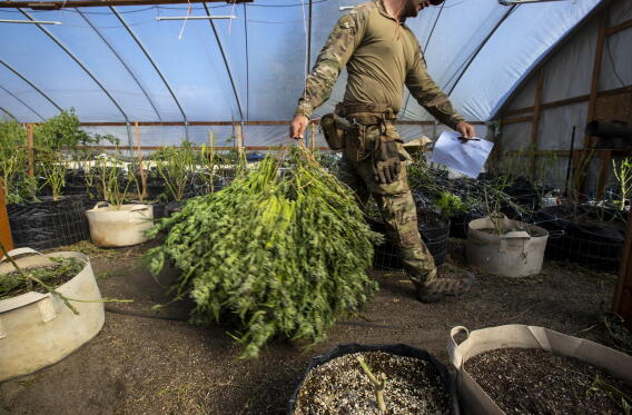 California Hash California touts illegal weed seizures. But it's just a drop in the ...