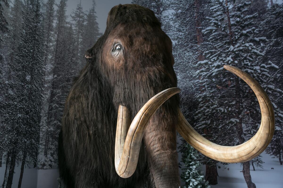 A large-scale replica of a prehistoric woolly mammoth.
