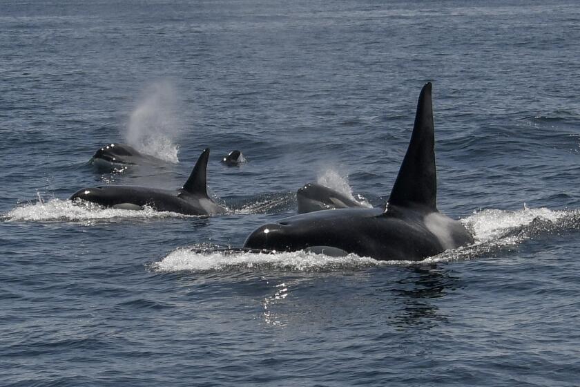 Between 20 and 24 killer whales were spotted near the Farallon Islands, possibly a meeting of six or seven different orca families, or matrilines, celebrating the spoils of a good hunt, Pierson said. May 7, 2023.