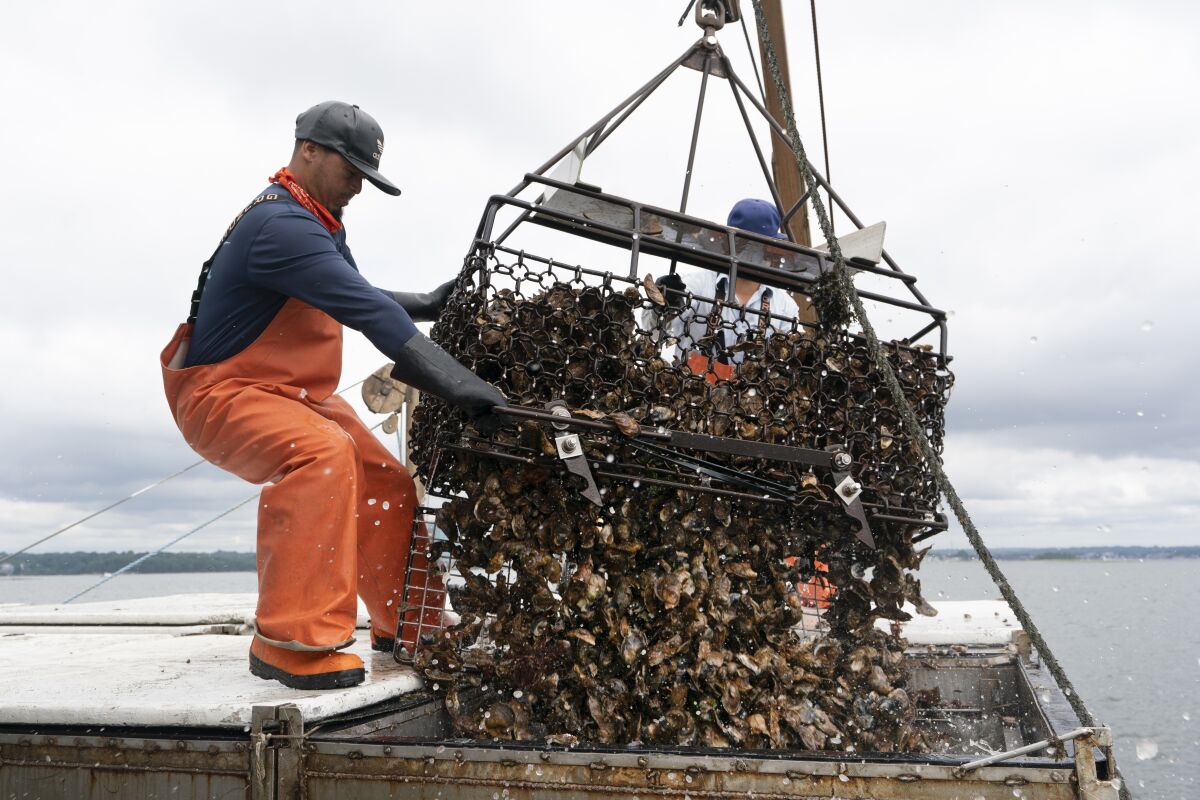 Darwin Ceveda opens the bottom of a basket to unload hundreds of oysters into the hold of a shellfishing boat owned by Copps Island Oysters, Monday, Aug. 9, 2021, off Norwalk, Conn. The state of Connecticut, maintains more than 17,500 acres of natural shellfish beds. Oystermen get permits to work those public beds, harvesting seed oysters to transplant to their own grounds. (AP Photo/Mark Lennihan)