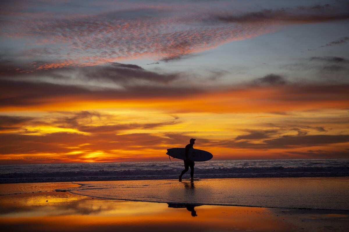 A surfer comes out of the water on the beach at sunset
