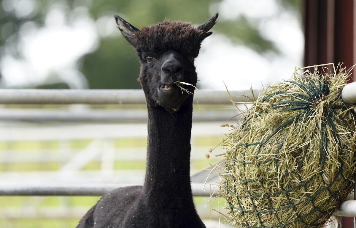 Gerónimo, la alpaca en la granja Shepherds Close Farm en Wooton, Inglaterra,