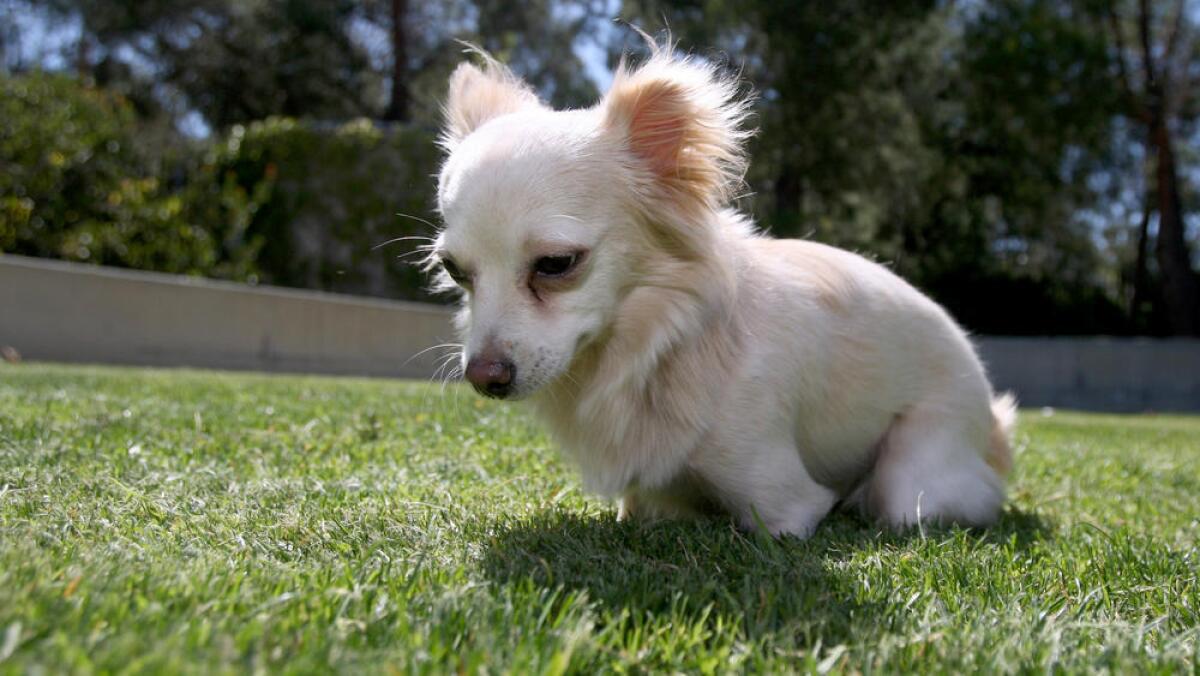 Nimble, a 1-year old female Chihuahua mix, was born with disintegrating legs.