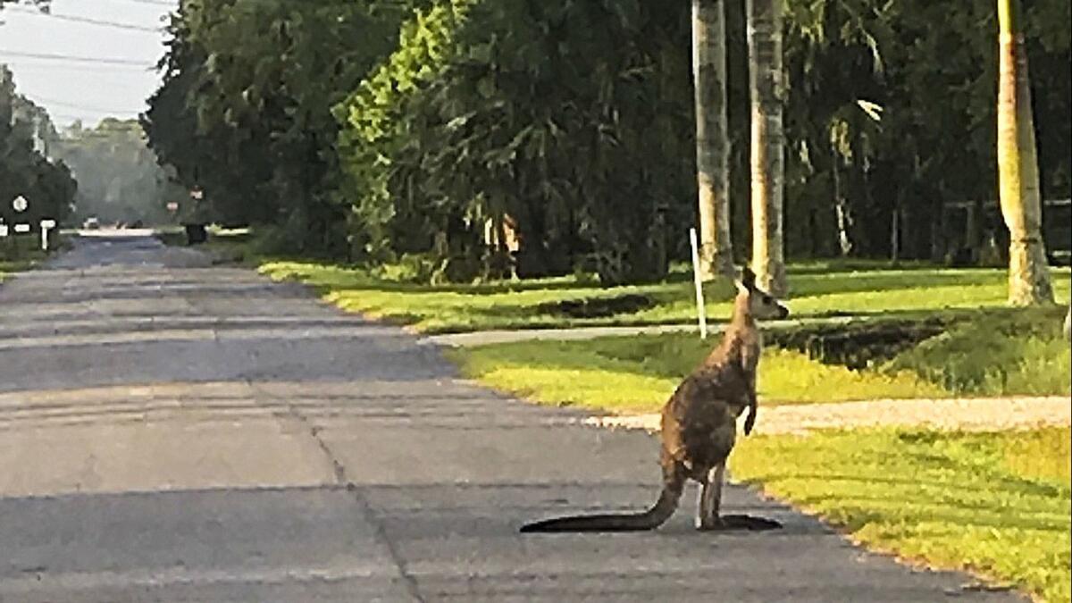 A kangaroo named Storm crosses a street in Jupiter, Fla., on Tuesday after escaping from an animal sanctuary based in a nearby home. Seven kangaroos have since been removed at least temporarily by Florida wildlife officials.