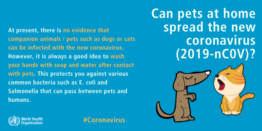 Coronavirus And Pets Everything You Need To Know Los Angeles Times