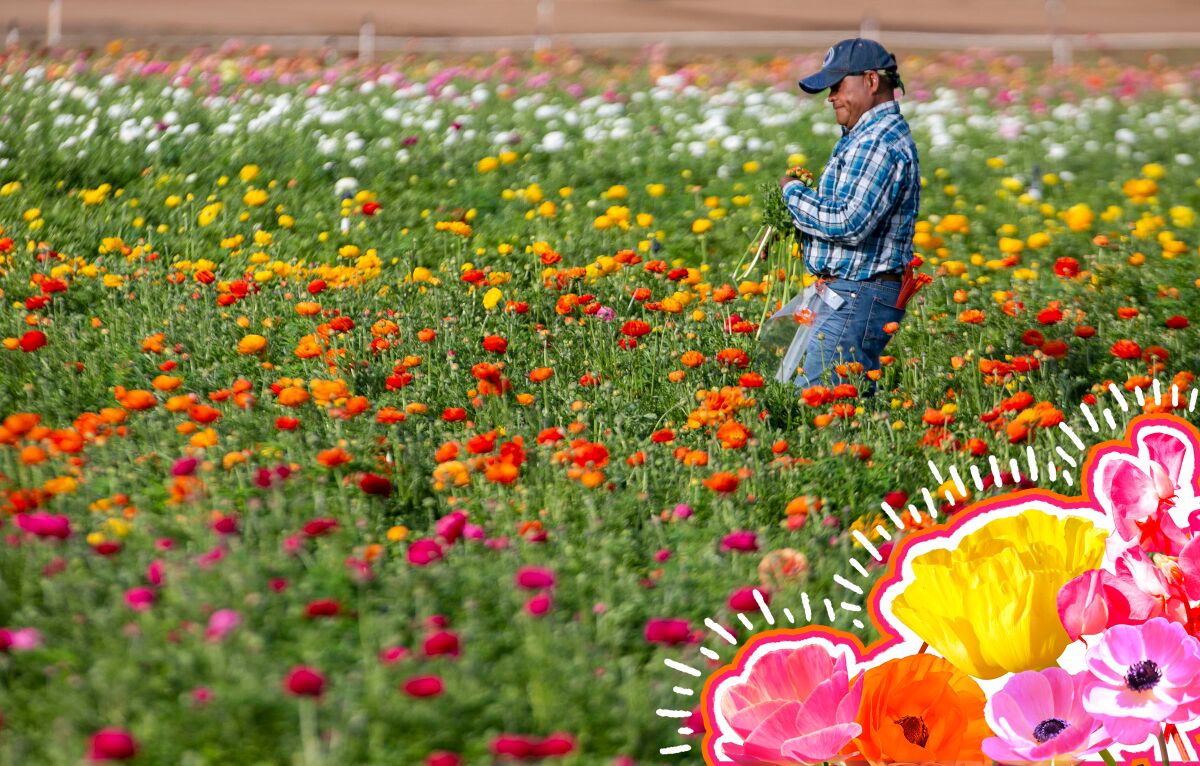 A man harvests ranunculus from the flower fields east of Interstate 5 in Carlsbad