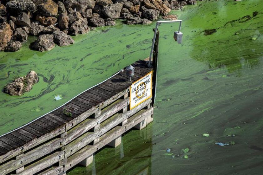 El Gobierno de Florida anunció hoy que realizará una encuesta de las empresas afectadas por el alga azul-verdosa que está floreciendo en ríos y estuarios debido a las descargas controladas de agua contaminada del lago Okeechobee. EFE/ARCHIVO