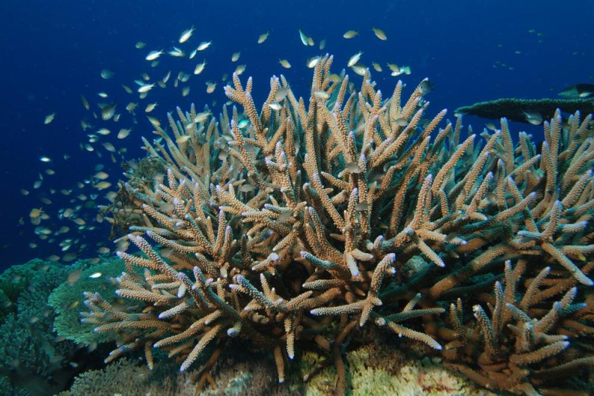 Small fish swim around a thriving staghorn coral